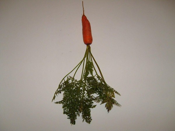 Foto de Cenoura